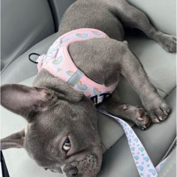 Korriko harnesses, leash, collars - Picture 2 of 4